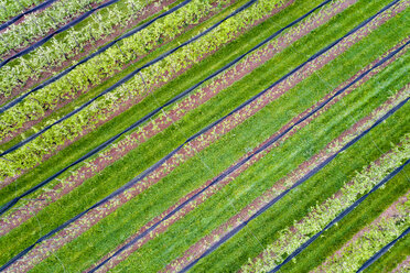 Deutschland, Luftaufnahme einer Plantage mit Apfelbäumen im Frühling - STSF01527