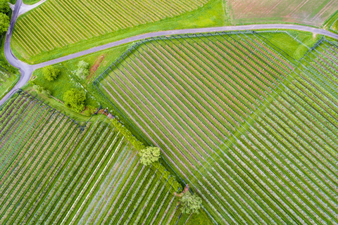 Deutschland, Luftaufnahme einer Plantage mit Apfelbäumen im Frühling, lizenzfreies Stockfoto