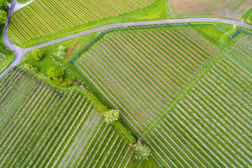 Deutschland, Luftaufnahme einer Plantage mit Apfelbäumen im Frühling - STSF01528