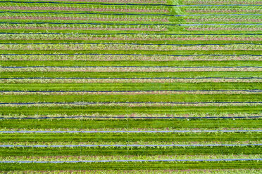 Deutschland, Luftaufnahme einer Plantage mit Apfelbäumen im Frühling - STSF01530