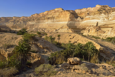Oman, Dhofar, Kalksteinschlucht von Wadi Shuwaymiyah - ESF01645
