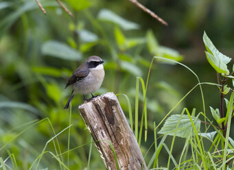 Thailand, Chiang Mai, Doi Inthanon, Schwarzkehlchen, Saxicola ferreus, Männchen - ZC00614