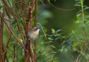 Thailand, Chiang Mai, Doi Inthanon, Grey Bushchat, Saxicola ferreus, female - ZC00615