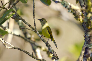 Thailand, Chiang Mai, Doi Inthanon, Grünschwanzsonnenvogel, Aethopyga nipalensis, Weibchen - ZC00618