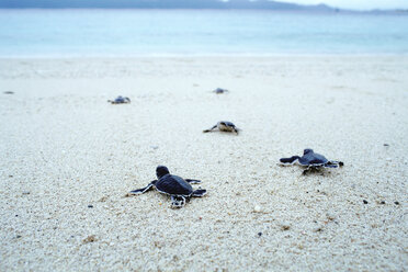 Junge Schildkröten auf dem Weg ins Meer - ISF00124