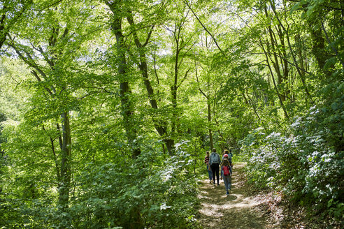 Kinder bei einem Ausflug in den Wald - ZEDF01401