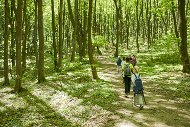 Kinder bei einem Ausflug in den Wald - ZEDF01402