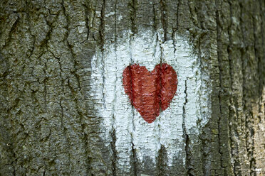 Heart painted on tree trunk - ZEDF01406