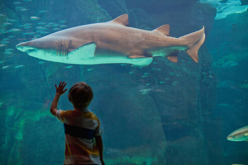 Boy admiring shark in aquarium - CUF01168