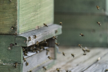 Deutschland, Biobauernhof, Bienen fliegen am Bienenstock - CHPF00458