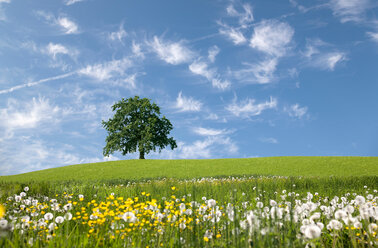 Eiche auf einem Hügel im Frühling - CUF01411