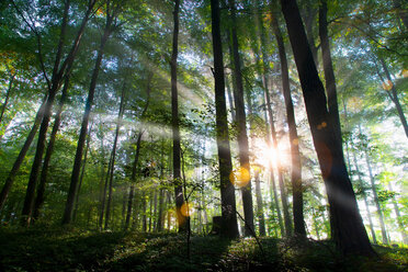 Sunbeams shining through forest - CUF01424