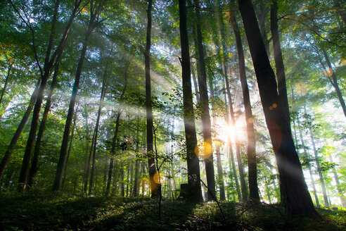 Sonnenstrahlen leuchten durch den Wald - CUF01424