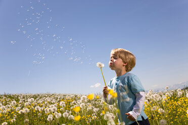 Boy blowing dandelion seeds - CUF01557