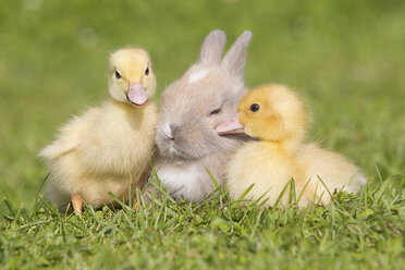 Kaninchen und zwei Entenküken im Gras - ISF00158