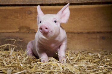 Ferkel auf Stroh - ISF00161