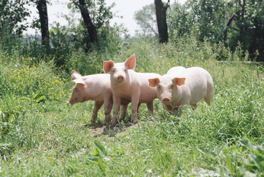 Drei Schweine auf einer Wiese - ISF00170