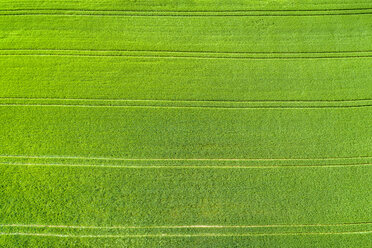 Germany, Baden-Wuerttemberg, Rems-Murr-Kreis, Aerial view of green field in spring - STSF01533