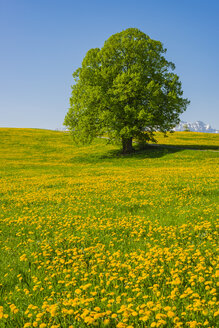 Germany, Bavaria, Fuessen, flowering meadow with dandelions and common oak - WGF01181