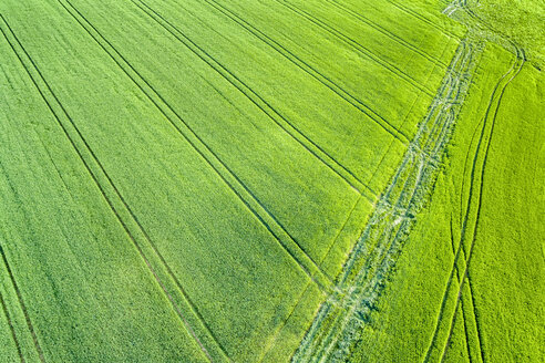 Germany, Baden-Wuerttemberg, Rems-Murr-Kreis, Schurwald, green field in spring - STS01540
