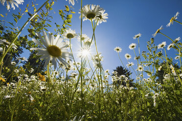 Blumen im Sonnenlicht - ISF00282