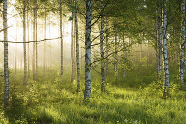 Sunlight in forest of birch trees - ISF00318