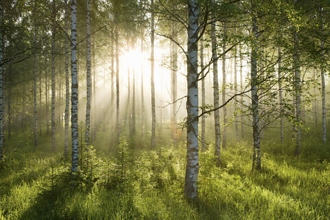 Sonnenlicht im Birkenwald, lizenzfreies Stockfoto