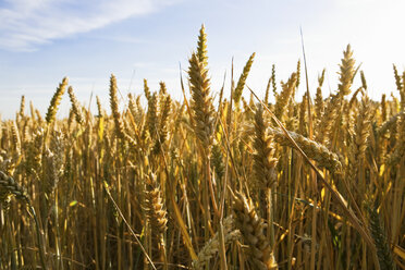 Wheat field - ISF00324