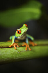 Rotaugenlaubfrosch in Costa Rica - ISF00417