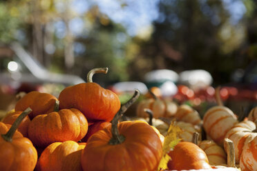 Pumpkins - ISF00499