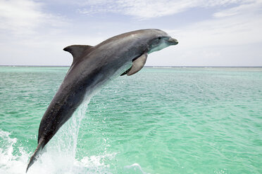 Bottlenose dolphin leaping from sea - ISF00519