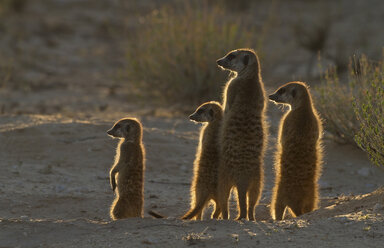 Erdmännchen fangen die Morgensonne ein, Kgalagadi Transfrontier Park, Afrika - ISF00562