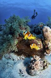 Anemonenfisch und Taucher im Roten Meer, Ägypten - ISF00624