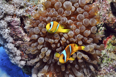 Anemonenfisch im Roten Meer, Ägypten - ISF00625