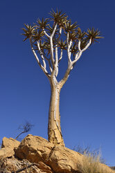 Afrika, Namibia, Köcherbaum, Aloe dichotoma - ESF01658
