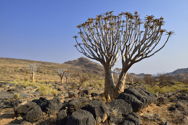Afrika, Namibia, Köcherbaum, Aloe dichotoma, Namib Wüste, Namib Naukluft Berge - ESF01659