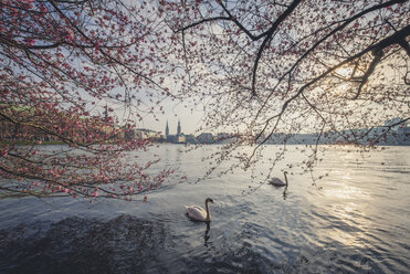 Germany, Hamburg, Germany, Hamburg, blossoming cherry tree at Binnenalster, swimming mute swans - KEBF00820