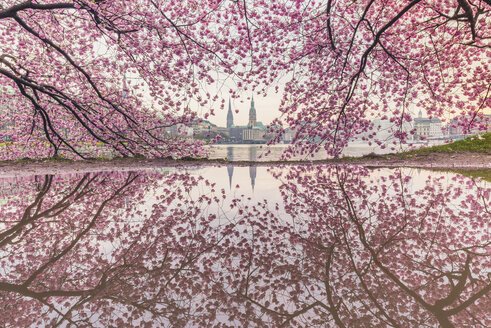 Germany, Hamburg, Germany, Hamburg, blossoming cherry tree at Binnenalster, water reflections of town hall and St. Nicholas' Church - KEBF00821