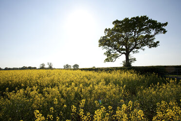 Field of yellow flowers in Crockham Hill, Kent, UK - ISF00747