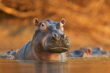 Flusspferd (Hippopotamus amphibius) steigt aus dem See - ISF00774