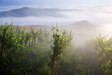 Vineyard, ponte d arbia, siena, tuscany, italy - ISF00811