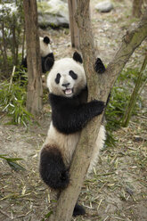 Großer Panda beim Klettern auf einen Baum im Panda-Zuchtforschungszentrum in Chengdu - ISF00823