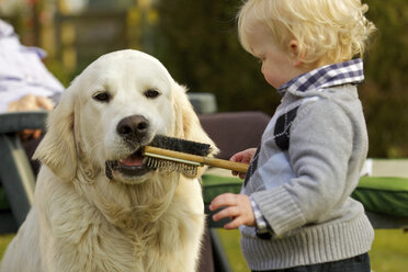 Kleiner Junge lässt Golden Retriever eine Bürste kauen - ISF00839