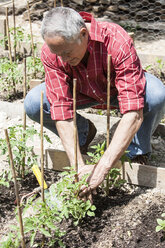 Mann pflanzt Tomatensetzlinge - CUF01875