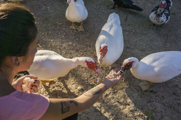 Frau füttert Enten von Hand - CUF01901