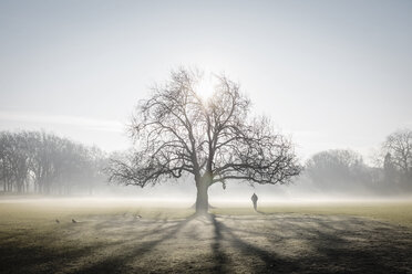 Einsamer Baum im frostigen Peckham Rye Common, London - CUF01987