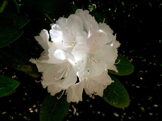 Rhododendron - JTF00999