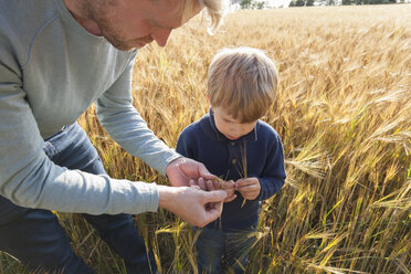 Father and son in wheat field examining wheat, Lohja, Finland - CUF02503