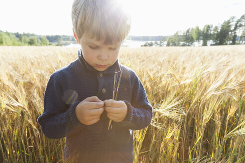Junge in einem Weizenfeld, der Weizen untersucht, Lohja, Finnland - CUF02504