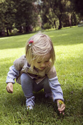 Female toddler crouching to pick dandelion in park - CUF02664